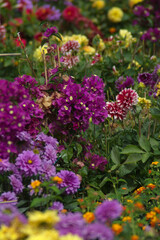 Obraz premium Flowers