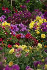 Obraz premium Flowers
