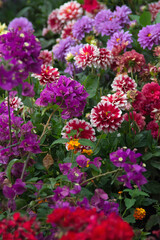 Obraz premium Flowers