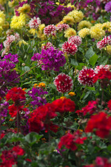 Obraz premium Flowers