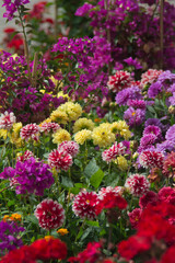 Obraz premium Flowers