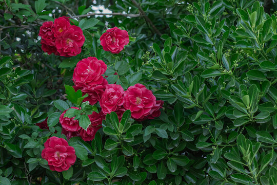 Well grown bush with a beatiful roses blooming