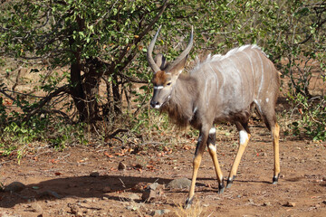 Obraz premium Nyala / Nyala / Tragelaphus angasii