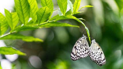 Close-up macro shot of a pair of beautiful Paper Kite butterflies (Idea leuconoe) resting together on a vibrant green leaf. © Dniel