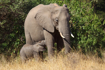 Fototapeta premium Afrikanischer Elefant / African elephant / Loxodonta africana