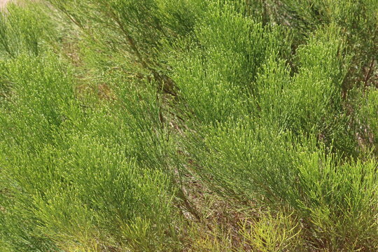Desert Broom, Baccharis Sarothroides, a charismatic native dioecious perennial shrub displaying white closed obovate glabrous floral buds during early autumn in the Coachella Valley Desert.