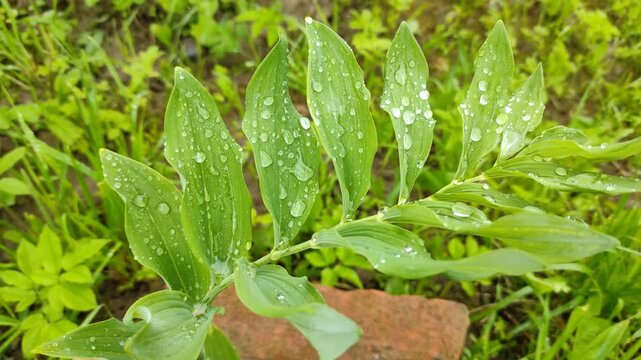 Raindrops on green leaves №4