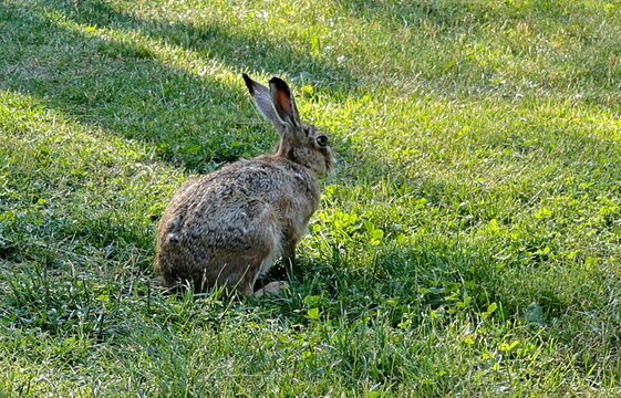 Feldhase auf einer Wiese im Fr&uuml;hling