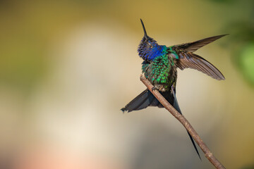 Swallow-tailed Hummingbird  © Aisse