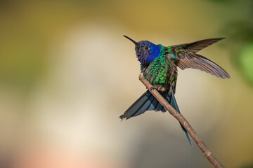 Swallow-tailed Hummingbird  © Aisse
