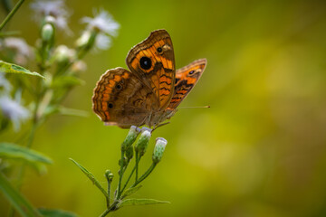 Junonia © Aisse