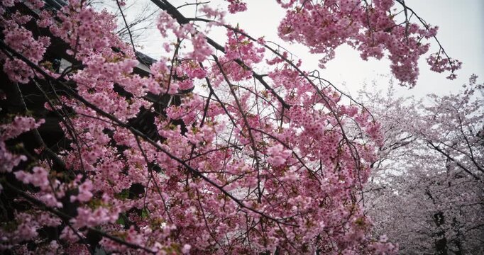 Branches of spring cherry blossoms - low moving shot