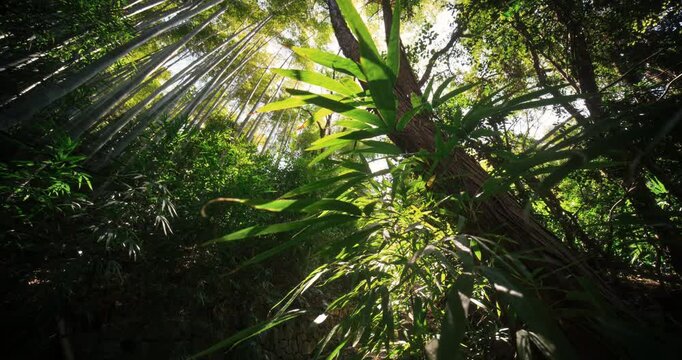 Silhouette of beautiful trees and bamboo grove in Japan - low steady cam shot