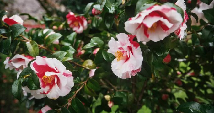 Beautiful red and white flowers in Japan - steady cam closeup shot
