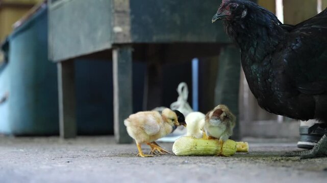 Black hen with newborn chicks eating zucchini in the farmyard
