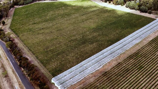 Rows of vineyard plants in Tamar valley of Tasmania, Australia &ndash; aerial no sky view.