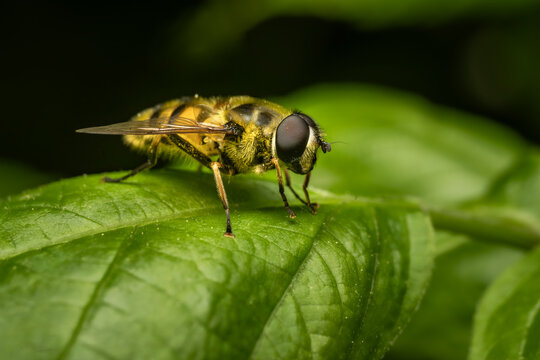 Hoverfly Syrphidae covered in pollen on green leaf macro close-up, bee mimic pollinator with yellow black stripes and large compound eyes, wildlife and ecology photography.