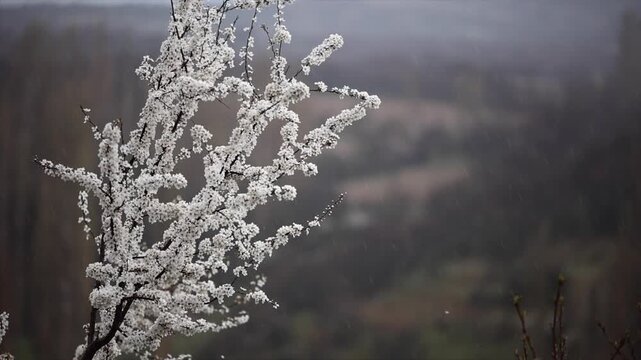 The fresh appearance of Plum tree buds that bloom in season in spring