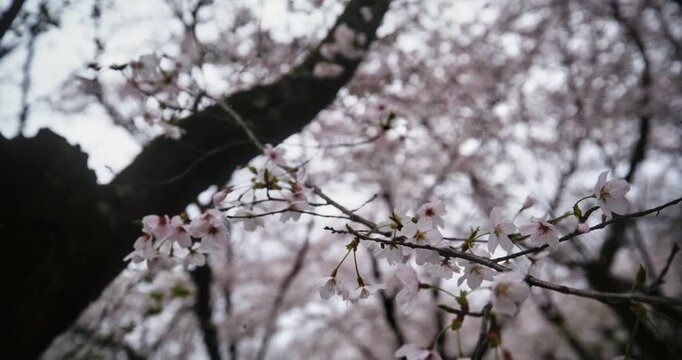 Closeup on spring cherry blossoms, slow motion