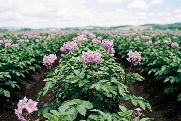 Obraz premium Blooming potato plants with purple flowers growing in large agricultural field