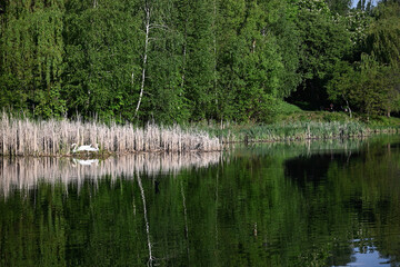 Obraz premium Scenic view of city park pond with lush green forest and distant swans nesting