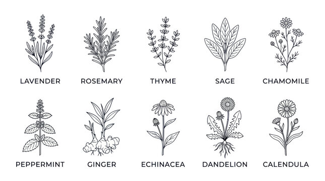 Medicinal Herbs and Hand Drawn Botanical Plants Collection