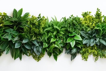 Obraz premium Green plant herbs leaf.