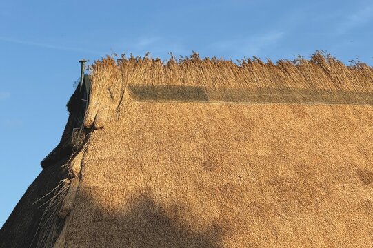 Unfertiges Reetdach mit ungeschnittenen Halmen am Dachfirst