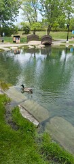 Naklejka premium ducks on the lake