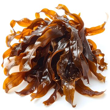 Kelp (Laminaria) &bull; Medicinal. Algae isolated 