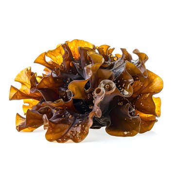 Bladderwrack (Fucus) &bull; Medicinal. Algae close-up 