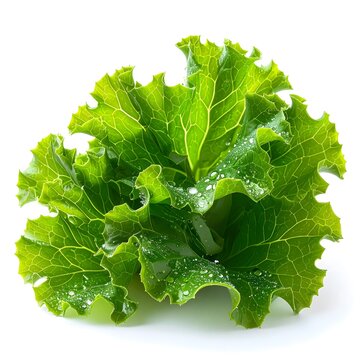 Sea Lettuce (Ulva) &bull; Medicinal & Edible. Algae close-up 