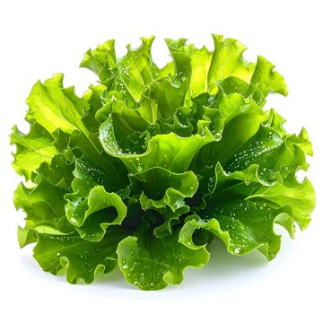 Sea Lettuce (Ulva) &bull; Medicinal & Edible. Algae 