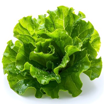 Sea Lettuce (Ulva) &bull; Medicinal & Edible. Algae  isolated 