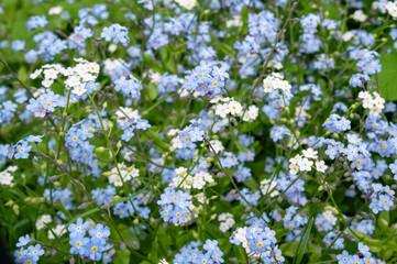 Obraz premium cluster of forget me not flowers in spring bloom