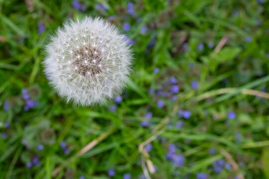 dandelion seeds  in the grass