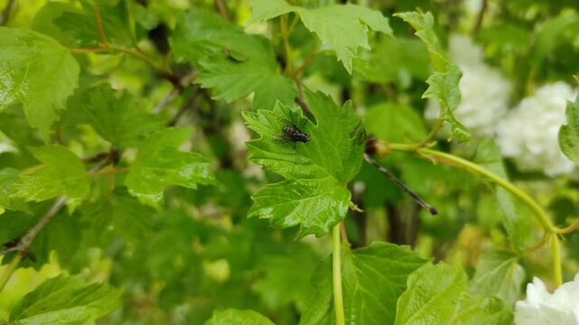 A fly sits on a green leaf