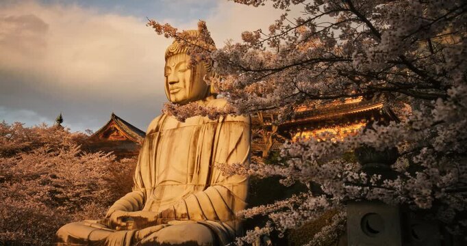 Steady cam under spring cherry blossom trees near ancient, massive buddha statue at sunset