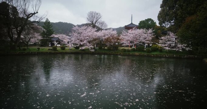 Rain falling on large pond near spring cherry blossom trees and ancient Japanese temple - wide, tracking shot
