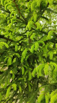 Young branches of spruce №1