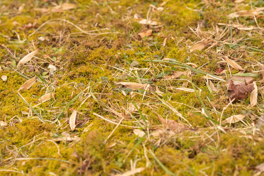 forest floor layer of moss bryophytes and other ground cover plants that inhabit this environmentally niche