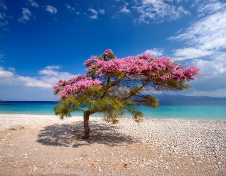 blooming tamarisk or salt cedar tree tree on sandy beach in greece blue sky and sea scattered clouds spring sunshine