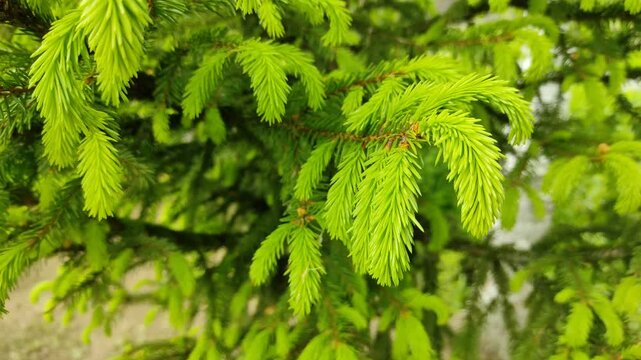 Young branches of spruce №2
