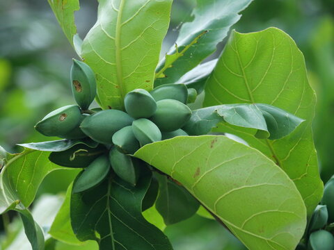 Young Fruits of Tropical Almond (Terminalia catappa) Growing in Miyakojima Okinawa