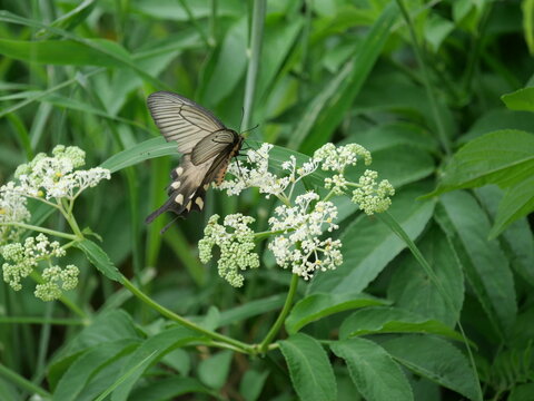 Female Great Mormon Butterfly (Papilio memnon) Feeding on Sambucus javanica Flowers in Miyakojima Okinawa