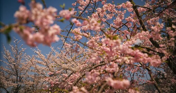 Beautiful pink cherry blossoms on tree in Japan - low, slow motion shot