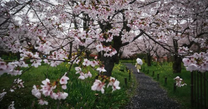 Beautiful spring cherry blossoms in the rain near path with person holding umbrella - steady cam, slow motion shot