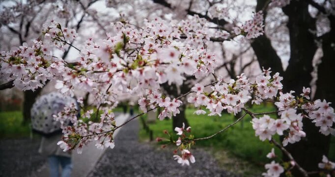 Gorgeous spring cherry blossoms on tree in Japanese park with person holding umbrella passing by - steady cam shot