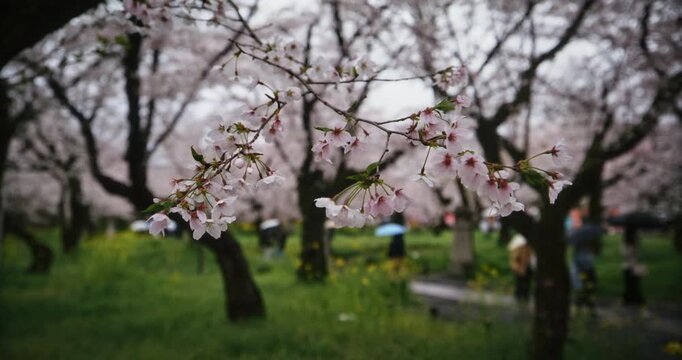 Closeup, slow motion, steady cam movement up to spring cherry blossom branch in Japanese park