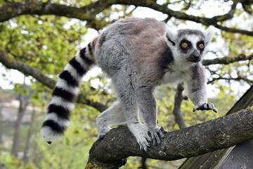 Fototapeta premium Ring-Tailed Lemur Walking Along a Tree Branch